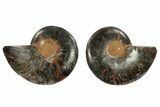 Cut/Polished Ammonite Fossil - Unusual Black Color #132539-1